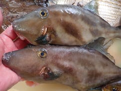 ウマヅラハギの寿司　デリバリー