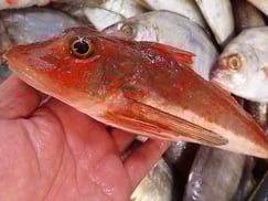 ホウボウ　寿司　デリバリー