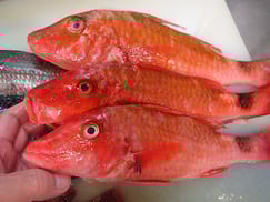 ホウライヒメジの寿司　デリバリー