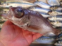 シロムツの寿司　美味しいお寿司　出前