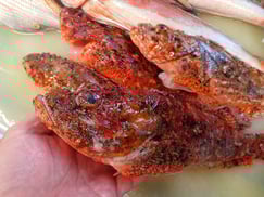 オニカサゴの寿司　デリバリー