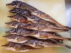 ハッカク　羅臼　未利用魚