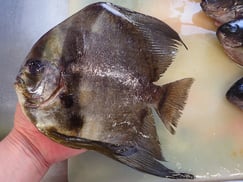 ツバメダイの寿司　デリバリー　出前