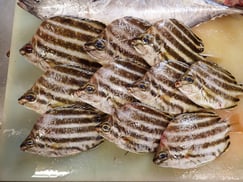 カゴカキダイの寿司　美味しいお寿司　出前