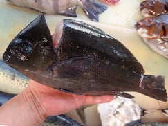 メジナの寿司　デリバリー