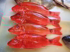 SDGs　ホウライヒメジ　寿司　出前