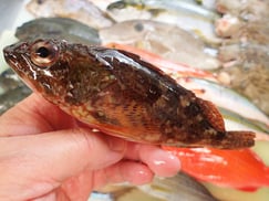 ウッカリカサゴの寿司　デリバリー　出前