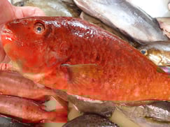 ブダイの寿司　デリバリー