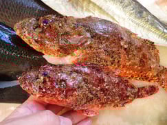 オニカサゴの寿司　デリバリー　出前