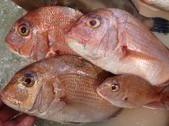 マダイの寿司　デリバリー