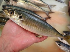 マアジの寿司　デリバリー　出前