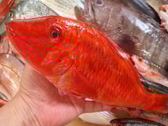 ミナベヒメジの寿司　デリバリー