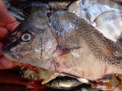 コショウダイの寿司　デリバリー