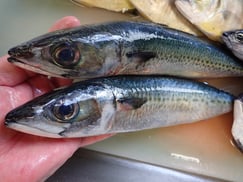 ゴマサバの寿司　デリバリー