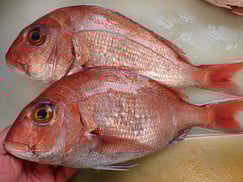 真鯛　ブダイの寿司　出前　デリバリー