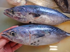 スマガツオの寿司　デリバリー