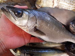 マルスズキの寿司　出前