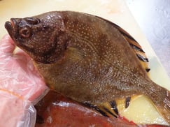 ヌマガレイ　羅臼　未利用魚