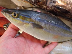 ツムブリの寿司　デリバリー