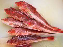 ホウボウ　大船渡　未利用魚