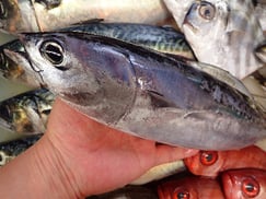 ヒラソウダガツオの寿司　デリバリー