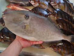 ウスバハギの寿司　デリバリー