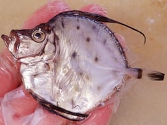 カガミダイ　高級寿司　出前