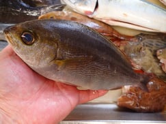 イサキの寿司　デリバリー　出前