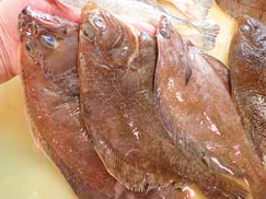 ソウハチガレイの寿司　デリバリー　出前