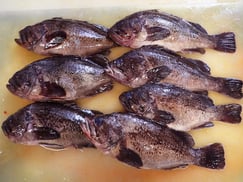 クロソイ　北海道　産地直送