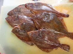 アサバガレイ　ソウハチガレイ　羅臼　未利用魚