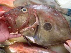 マトウダイの寿司　デリバリー