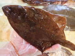 メイタガレイ　大船渡　未利用魚