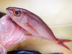 高級魚のヒメダイです。おまかせセットに入ります。
