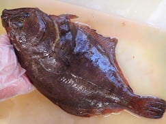 高級魚　マガレイ　羅臼　未利用魚