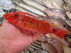 ホウライヒメジの寿司　デリバリー