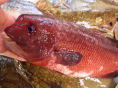 コブダイの寿司　出前