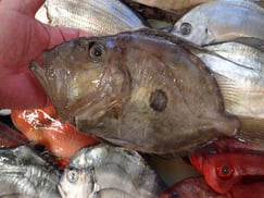 マトウダイの寿司　デリバリー