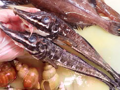 ハッカク　羅臼　高級魚