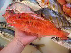 ミナベヒメジ の寿司　デリバリー