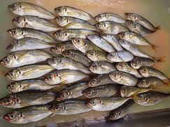 SDGs　マアジの寿司　デリバリー　出前