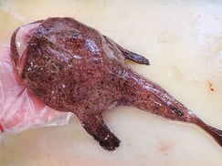 あんこう　高級寿司　出前