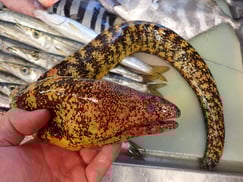 ウツボの寿司　美味しいお寿司　出前