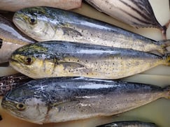 シイラの寿司　美味しいお寿司　出前