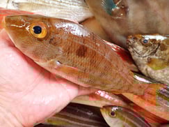 SDGs　イトフエフキ　美味しいお寿司　出前