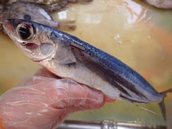 トビウオ　大船渡　未利用魚