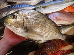 SDGs　ヘダイの寿司　出前　デリバリー