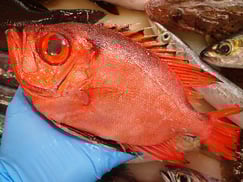 チカメキントキの寿司　デリバリー