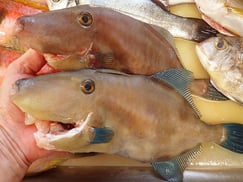 ウマヅラハギ　五島列島の魚　未利用魚