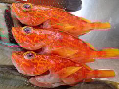 アヤメカサゴ　美味しいお寿司　出前